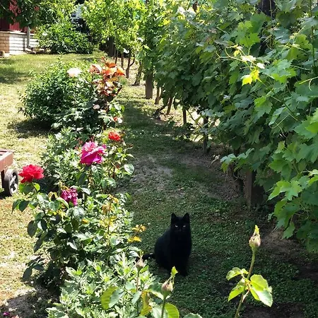 Daire Major Csalad *