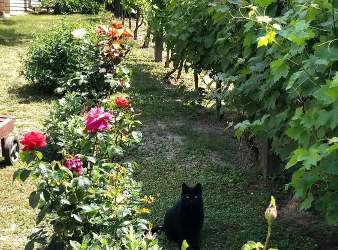 شقة Major Csalad *